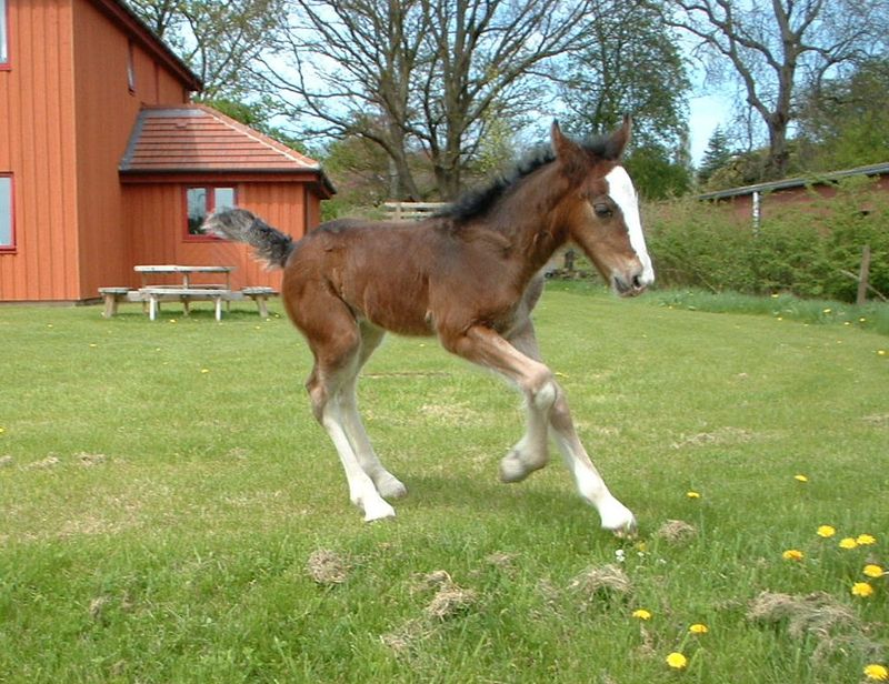 Galloping