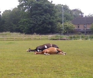Snoozing