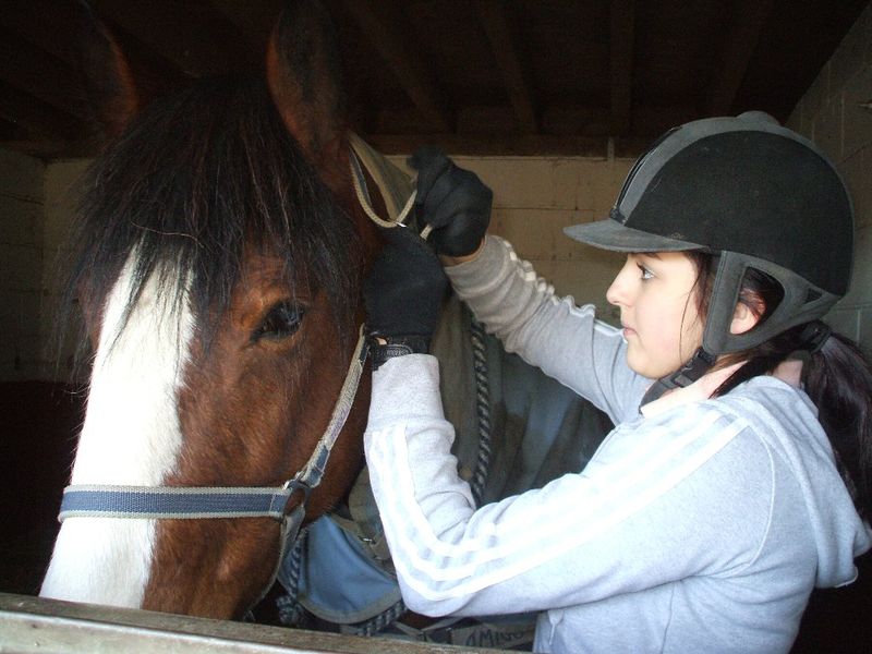 Put headcollar on